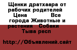 Щенки дратхаара от рабочих родителей › Цена ­ 22 000 - Все города Животные и растения » Собаки   . Тыва респ.